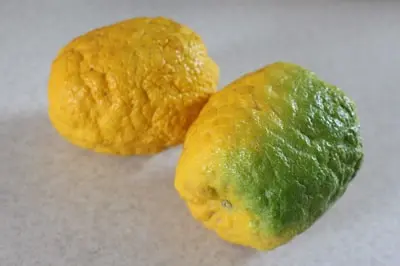 بانگ تازه